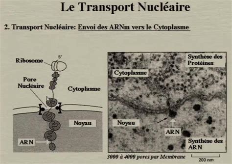 Transport Nucl O Cytoplasmique