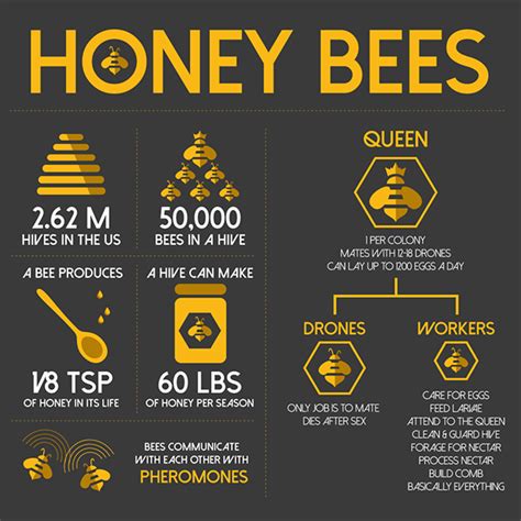 Bee Infographic On Behance Bee Facts Bee Honey Bee Facts