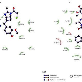 The Scheme Showed The Binding Site Of Amino Acid Residues Involved In