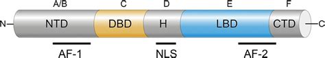 Nuclear receptor structural domains Nuclear receptors exhibit a common ...