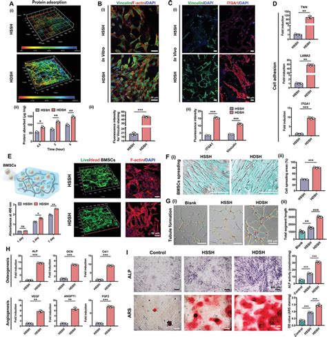 HDSH Promoted BMSCs Adhesion And Differentiation A Protein Adsorption