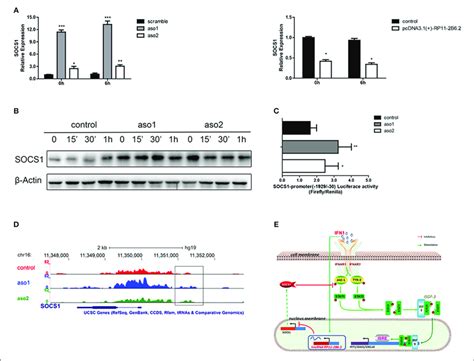 Lncrna Rp11 2b62 Suppresses The Transcription Of Negative Regulator