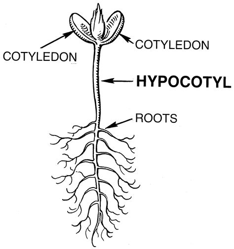 Hypocotyl