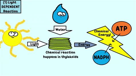 Photosynthesis Gif Image