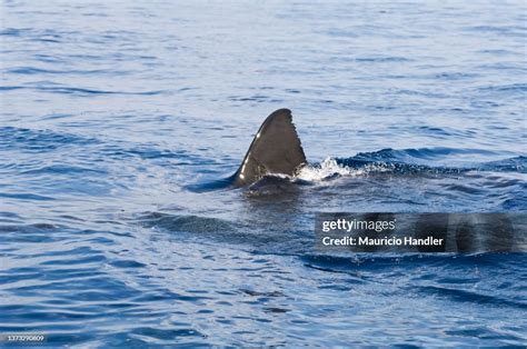 Great White Shark Fin High-Res Stock Photo - Getty Images