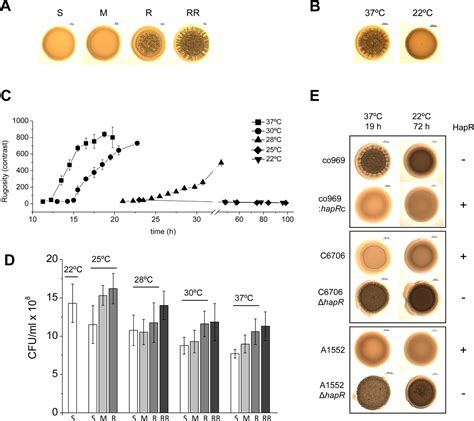 Figures And Data In Bipa Exerts Temperature Dependent Translational