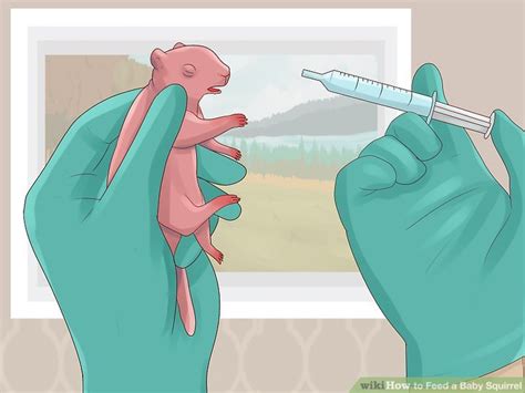 How To Feed A Baby Squirrel 15 Steps With Pictures WikiHow