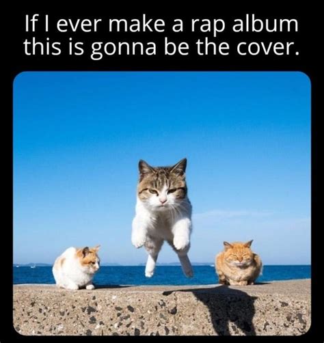 Cat rap album - Meme by PacBooty :) Memedroid