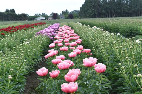 The Lovely Rose Peony | Adelman Peony Gardens