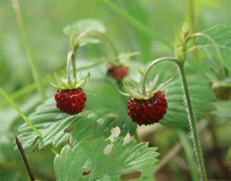 Fragaria Vesca Wild Strawberry Identification Distribution Habitat