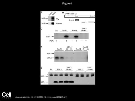 The Raspka Signaling Pathway Directly Targets The Srb9 Protein A