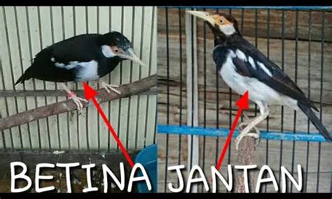 8 Perbedaan Jalak Suren Jantan Dan Betina