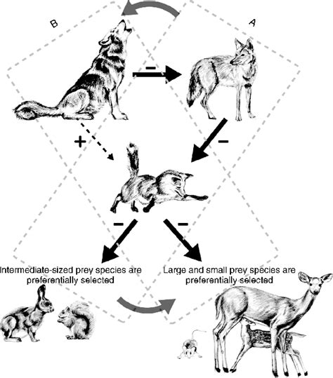 Hypothesized Impact Of The Among Predator Cascade On Food Web Dynamics