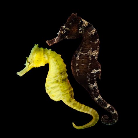 Seahorses Alyssas Seahorse Savvy