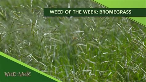 Weed Of The Week 1113 Bromegrass FROM AG PHD 1113 AIR DATE 8 4