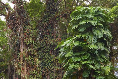 Overgrown Trees At Akaka Falls State Park Big Island Hawaii Usa