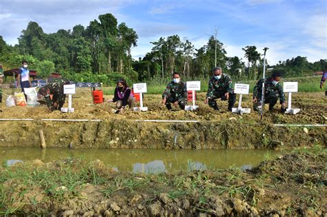 TNI AL Sinergi Dengan Bank Indonesia Uji Coba Lahan Pertanian Dukung