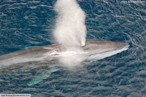 The Top Ten Largest Whale Species With Pictures & Amazing Facts