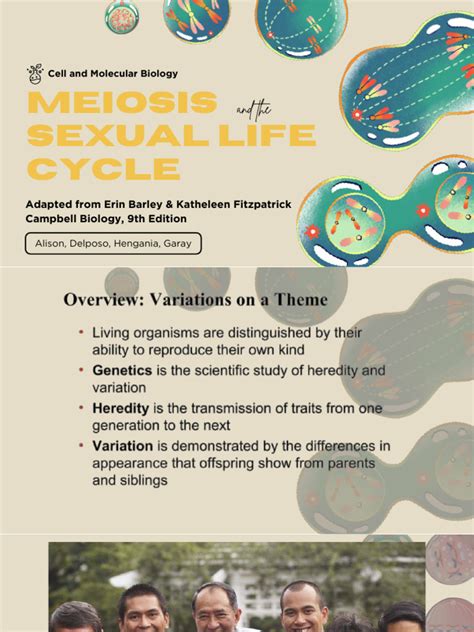 Group 4 Meiosis Sexual Life Cycle Pdf