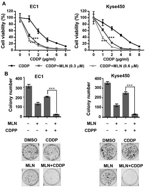 Neddylation Inhibitor Mln4924 Induces G2 Cell Cycle Arrest Dna Damage