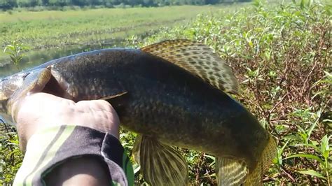 Pescaria De Domingo Como Minha Esposa E Meu Irm O Os Peixes N O Deu As