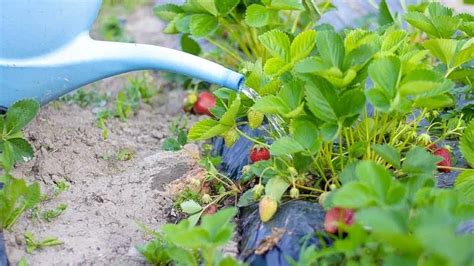 Come Innaffiare Correttamente Una Fragola La Guida Passo Passo Bella