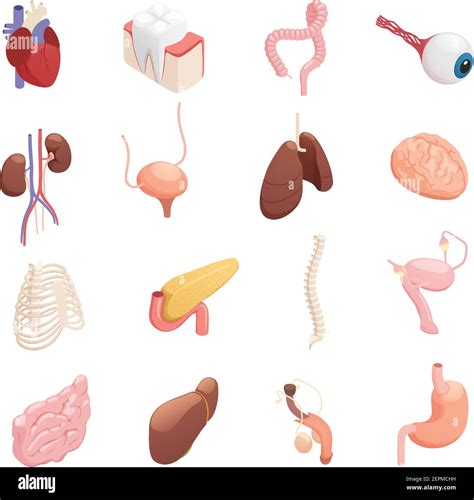 Menschliche Organe Anatomie Isometrische Symbole Sammlung Mit Herz