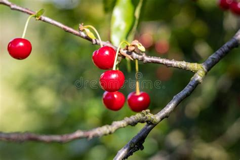 Sour Cherry Tree Prunus Cerasus Stock Image Image Of Idyl Vitamin