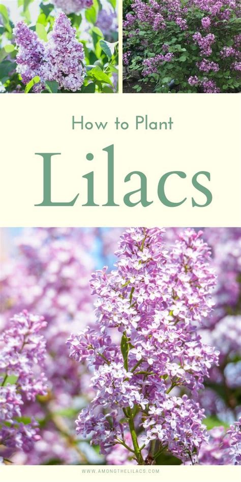 How To Plant Lilacs Plants Lilac Lilac Bushes