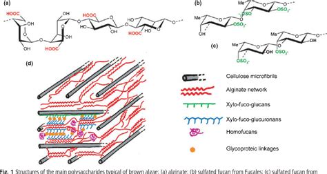 Figure 1 From The Cell Wall Polysaccharide Metabolism Of The Brown Alga Ectocarpus Siliculosus