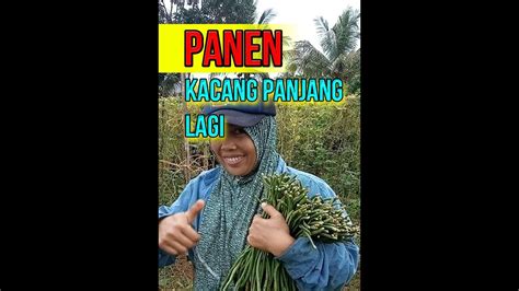 Panen Kacang Panjang Menjelang Bulan Puasa Petanisayur