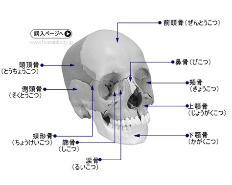 頭蓋の構造・頭蓋骨の名称｜ヒューマンボディ