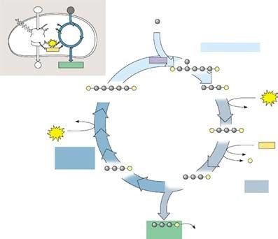 Biology: Photosynthesis (Calvin Cycle) Diagram | Quizlet