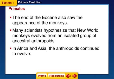 Primate Evolution Section Primates Section Hominoids To Hominins