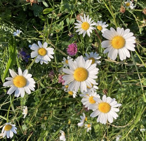 Magerwiesen Margerite Magerwiesen Margerite Leucanthemum Flickr