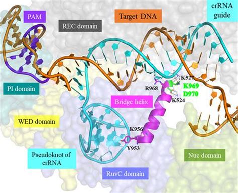 The Bridge Helix Of Cas A Imparts Selectivity In Cisdna Cleavage And