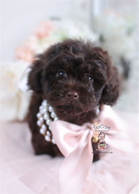 shih-poo-puppy-24-019 | Teacup Puppies & Boutique