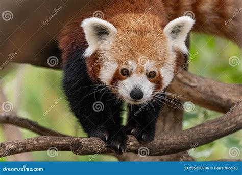 Red Panda Close Up Portrait Stock Photo - Image of branch, small: 255130706