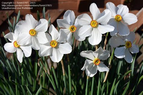 Plantfiles Pictures Poets Narcissus Poeticus Daffodil Actaea