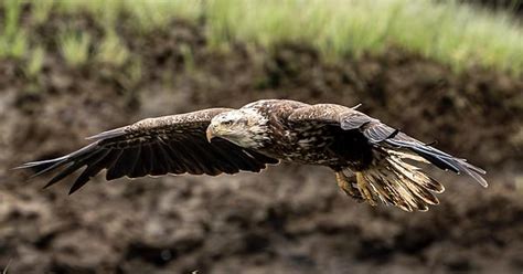 Bald Eagle Album On Imgur