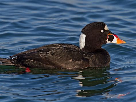 Surf Scoter Hunting - Waterfowlers Challenge