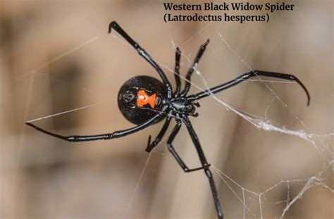 Western Black Widow Spider (Latrodectus hesperus) (1)