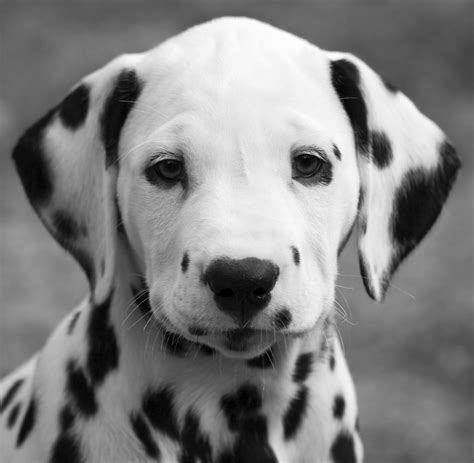 18 Dogs Whose Ears Make You Feel Things Dalmatian Puppy Dalmatian