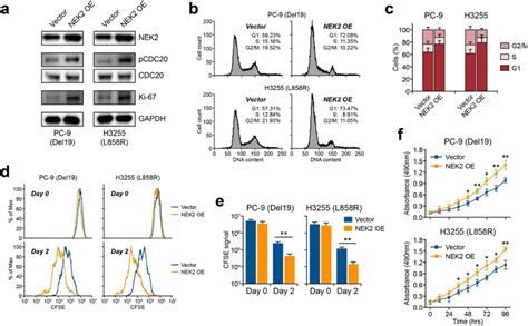 NEK2 Overexpression Promotes The Proliferation Of EGFR Mutant NSCLC