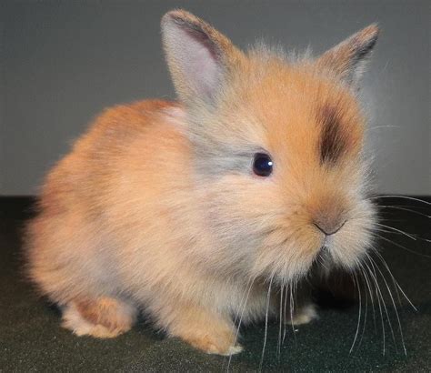 Lion Head Bunny Google Search Lionhead Rabbit Rabbit Breeds