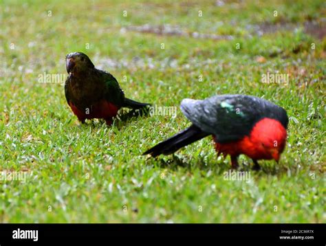 Female and male King Parrots in the rain on grass Stock Photo - Alamy