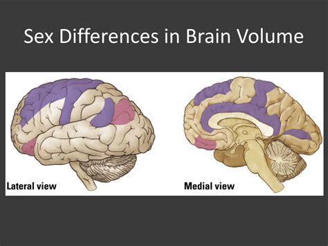 Ppt Hormones And Brain Development Powerpoint Presentation Free Download Id2036114