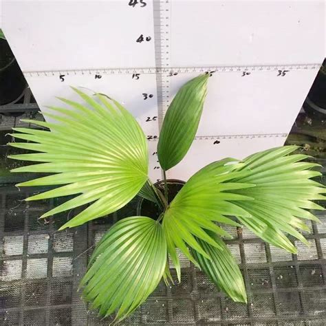 Fountain Palm Livistona Chinensis Small Size Indoor And Outdoor Plants