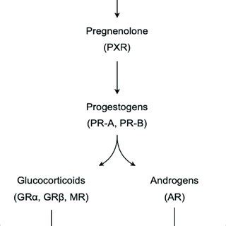 A simplified model of the steroidogenic pathway, showing the synthetic ...