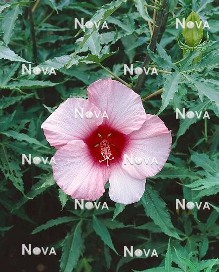 Hibiscus Coccineus Lady Baltimore